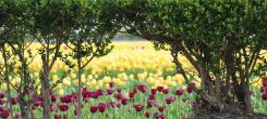 Dutch tulip fields in spring