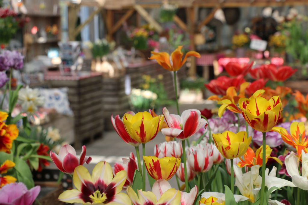 Learn all about growing tulip bulbs