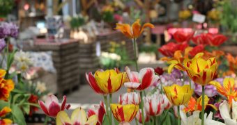 Learn all about growing tulip bulbs