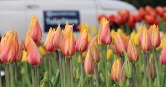 Tulpen-Schaugarten von TulipStore.eu