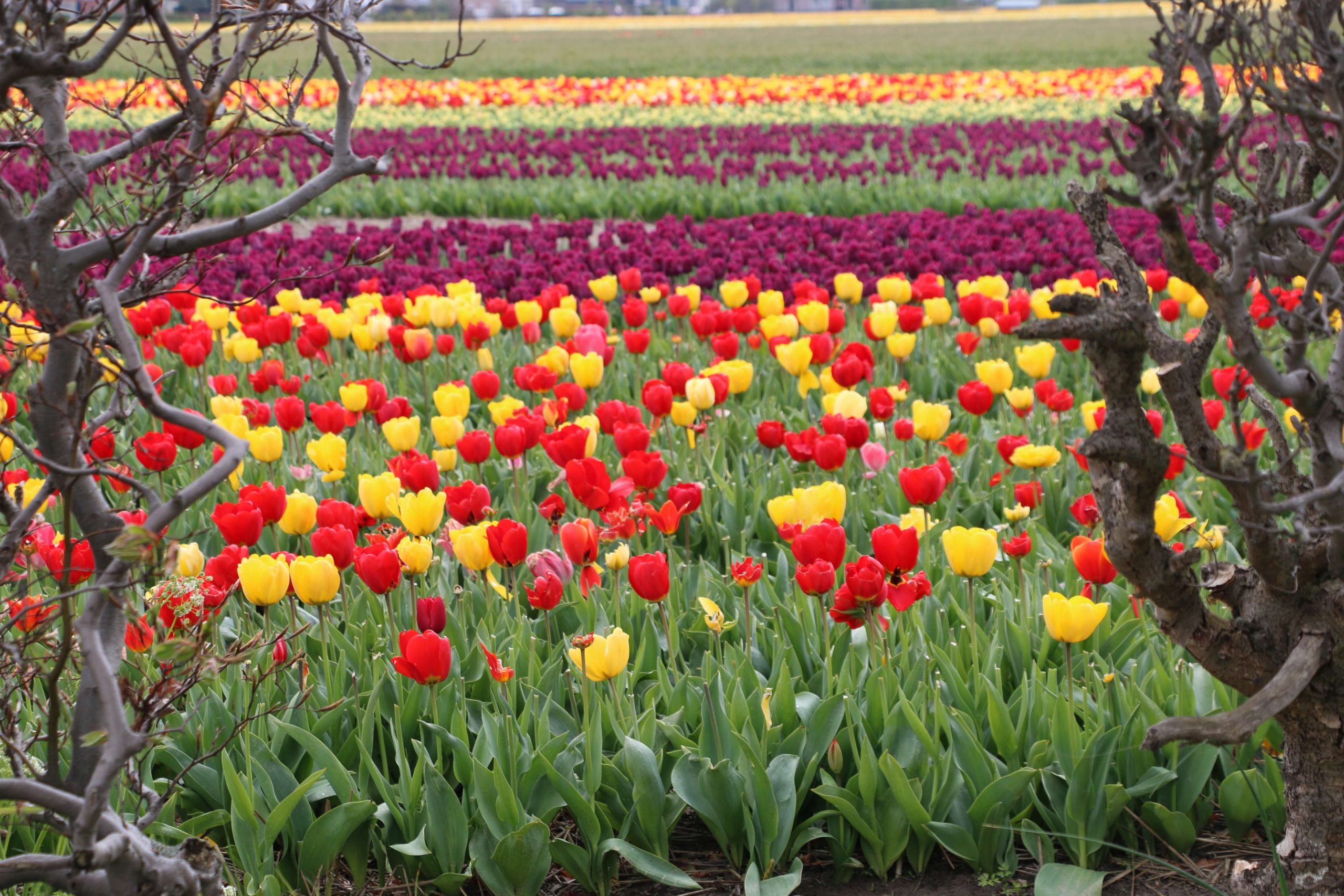 Flower Parade Netherlands 2017 Route Best Flower Site